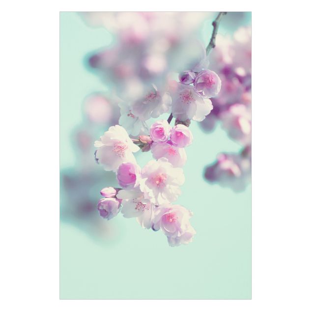 Fensterbilder Folie Farbenfrohe Kirschblüten