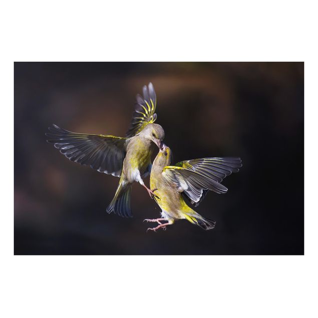 Alu-Dibond - Küssende Kolibris - Hochformat