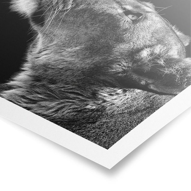 Poster - Portrait einer Löwin - Quadrat 1:1