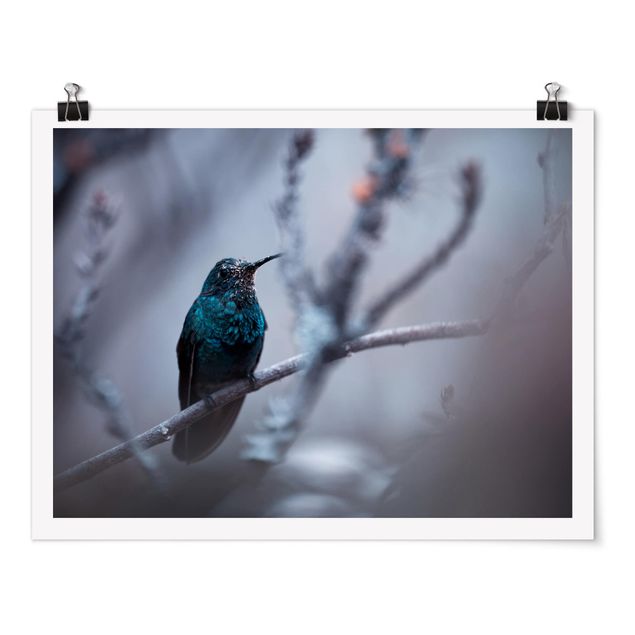 schöne Bilder Kolibri im Winter