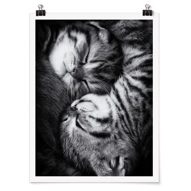 Moderne Poster Zwei Kätzchen
