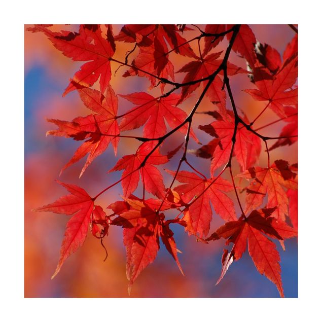 Wald Teppich Red Maple