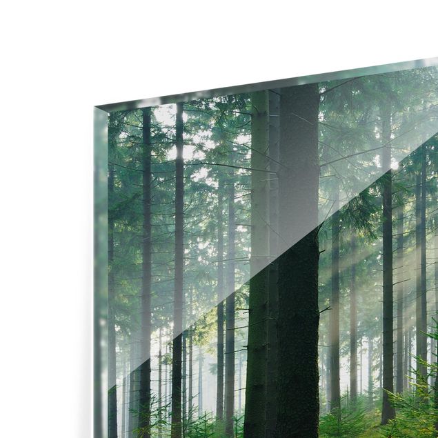 Spritzschutz Glas - Enlightened Forest - Panorama - 5:2