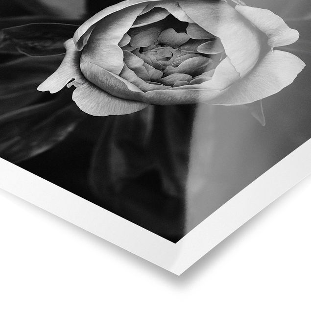 Poster - Pfingstrosenblüte vor Blättern Schwarz Weiß - Quadrat 1:1