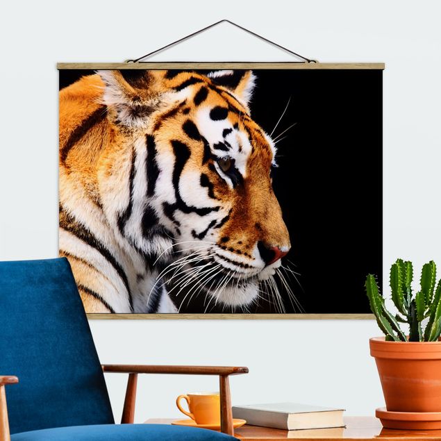 Bilder Tiger Schönheit