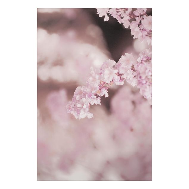 Alu-Dibond - Kirschblüte im Violetten Licht - Querformat