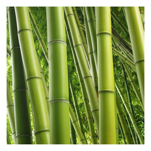 Spritzschutz Bamboo Trees