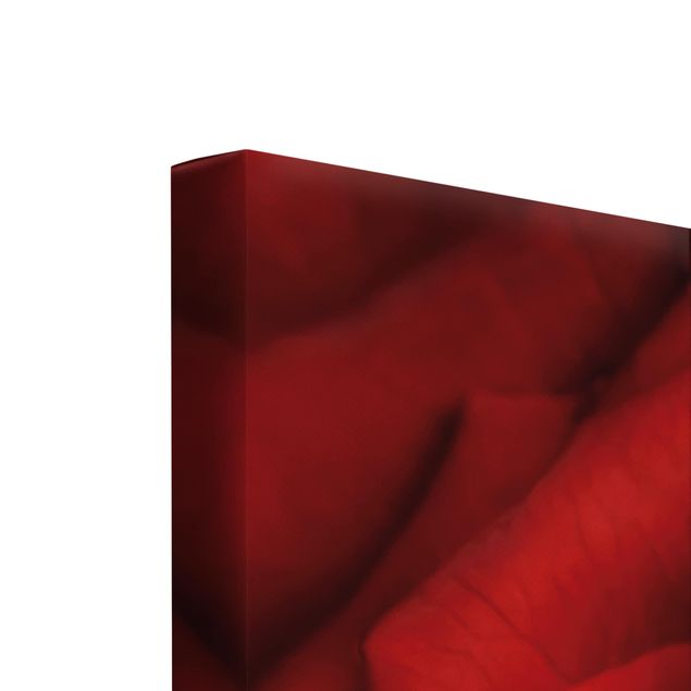 Leinwandbild 3-teilig - Rote Rose mit Wassertropfen - Galerie Triptychon