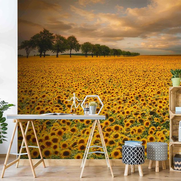 Sonnenblumen Tapete Feld mit Sonnenblumen