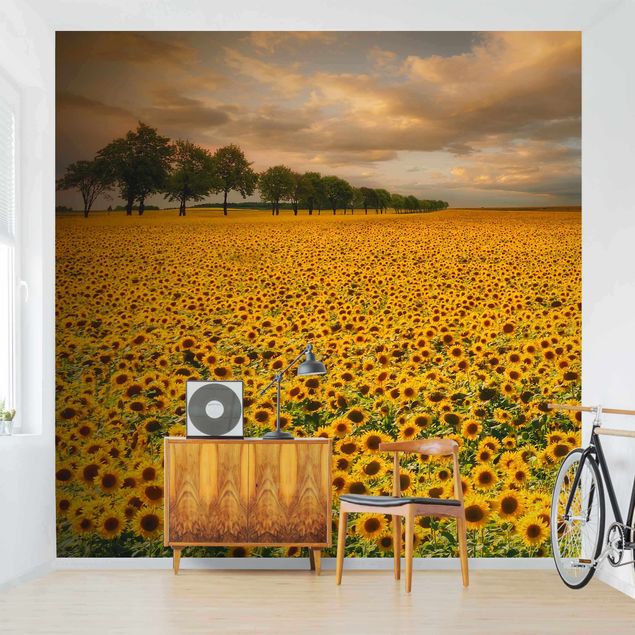 Design Tapeten Feld mit Sonnenblumen