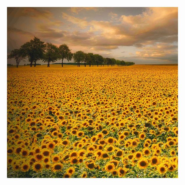 Fototapete selbstklebend Feld mit Sonnenblumen
