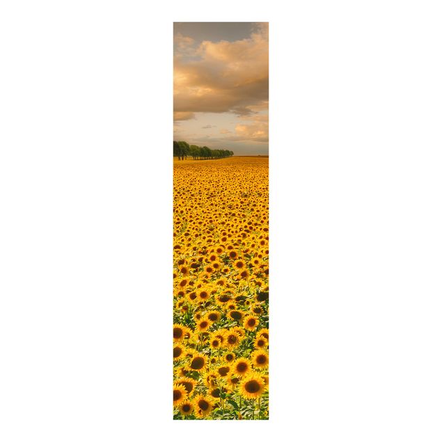 Flächenvorhang Feld mit Sonnenblumen