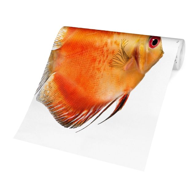 selbstklebende Tapete Feuerroter Diskusfisch