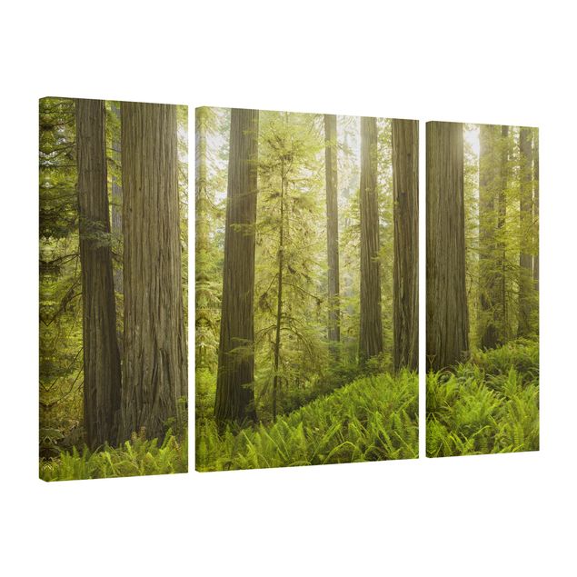 schöne Bilder Redwood State Park Waldblick