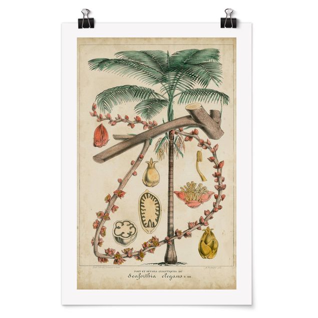 Wandbilder Vintage Lehrtafel Exotische palmen II