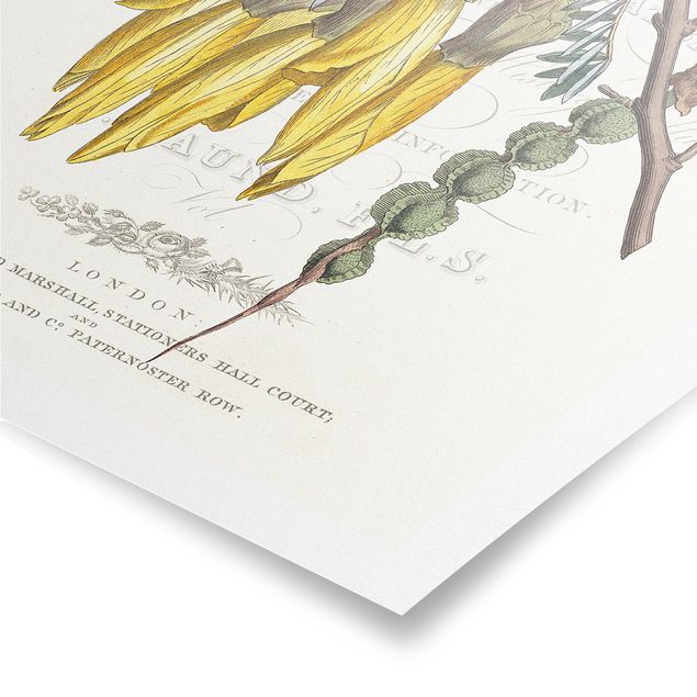 Poster bestellen Botanisches Tableau - Schnurbaum