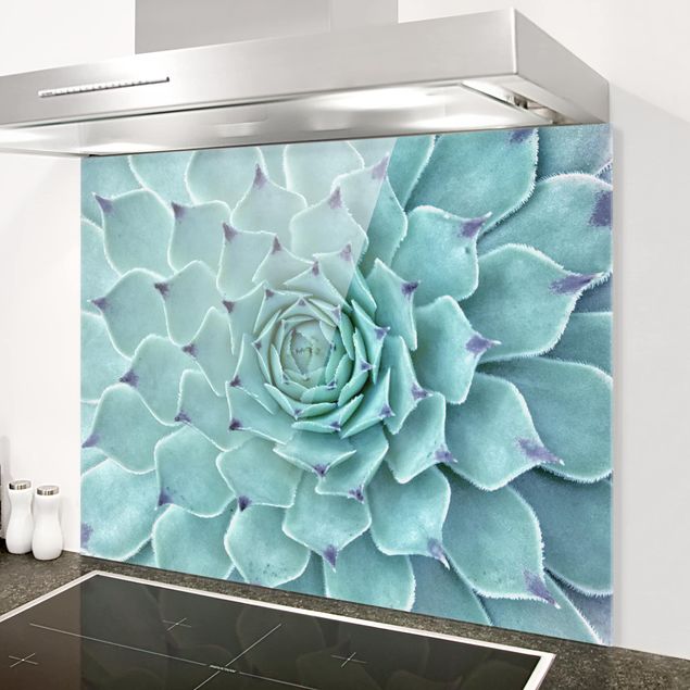 Glasrückwand Küche Blumen Kaktus Agave