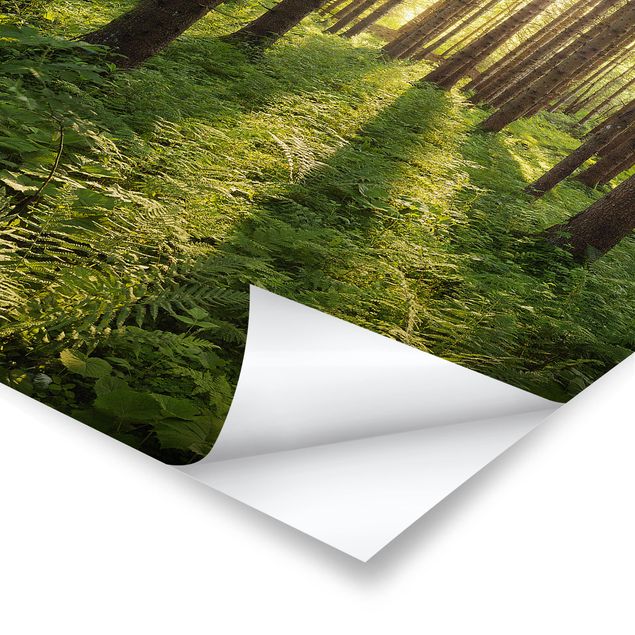 Poster bestellen Sonnenstrahlen in grünem Wald