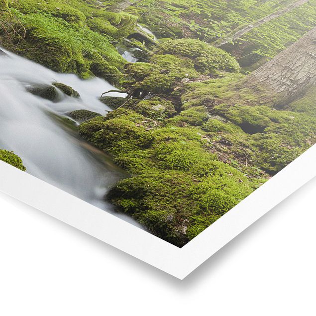 Poster - Moosbedeckte Steine Schweiz - Panorama Querformat