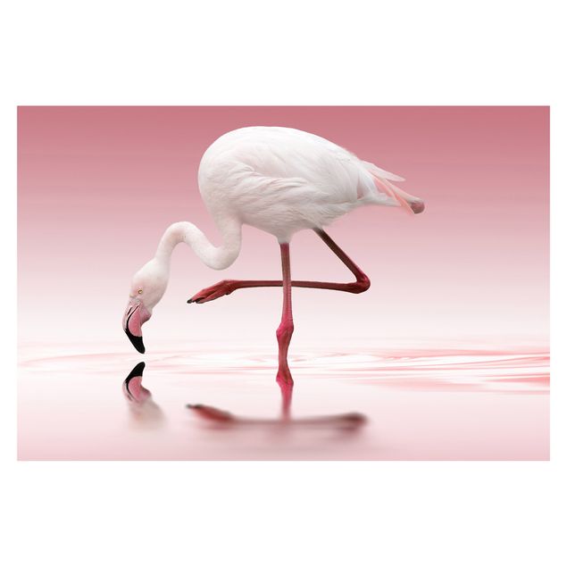 Fototapete - Flamingo Dance