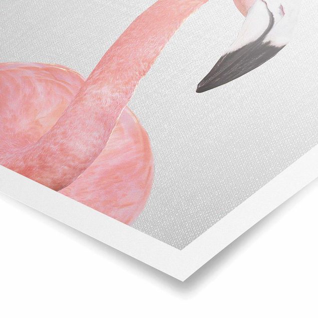 Poster kaufen Flamingo Fabian