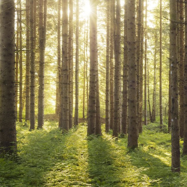 Rainer Mirau Sonnenstrahlen im Grünem Wald