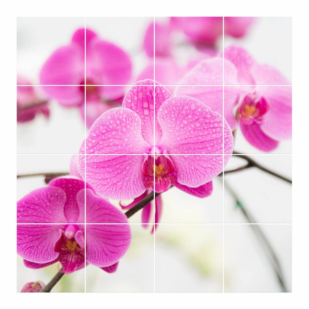 Fliesenbild - Nahaufnahme Orchidee