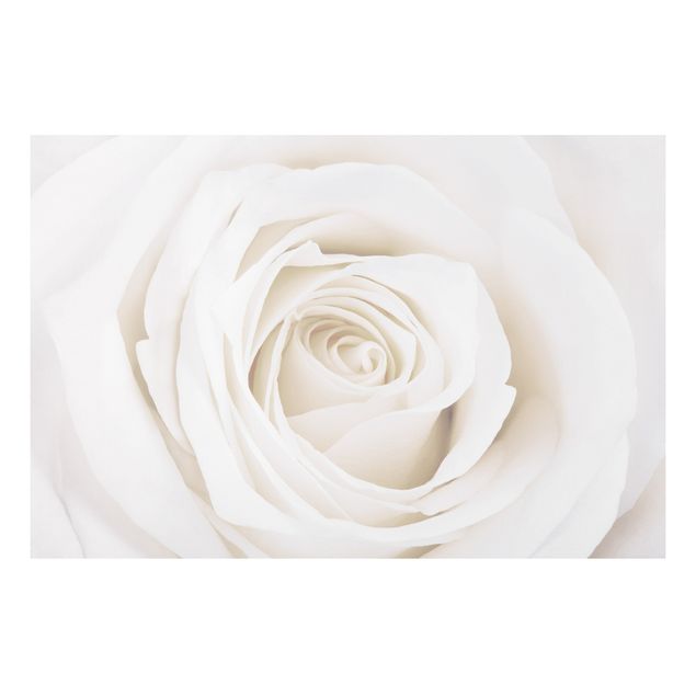 Forex Bilder Pretty White Rose