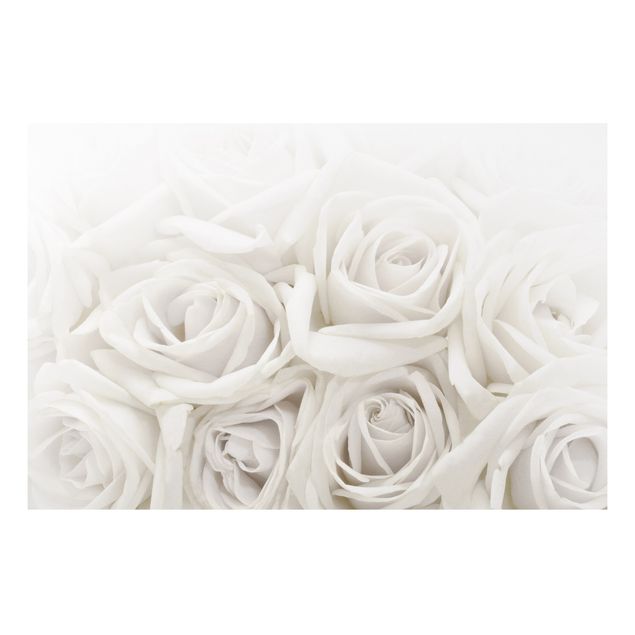 Foto auf Hartschaumplatte Weiße Rosen