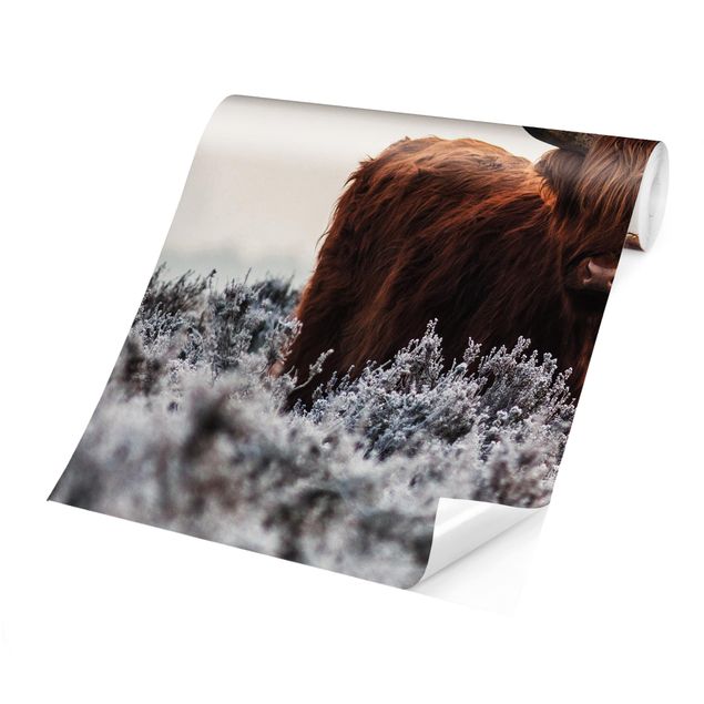 Fototapete - Bison in den Highlands