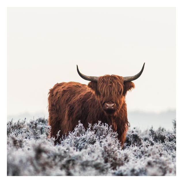 Fototapete - Bison in den Highlands