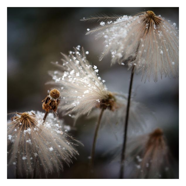 Fototapete - Pusteblumen mit Schneeflocken