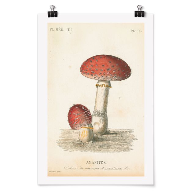 schöne Bilder Französische Pilze II