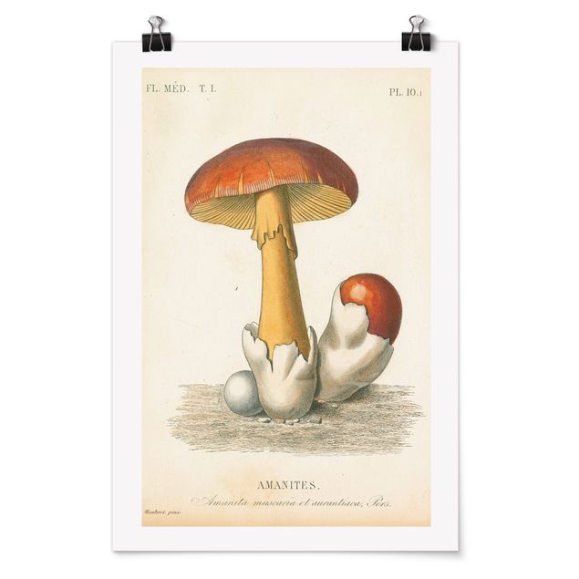 Bilder Französische Pilze
