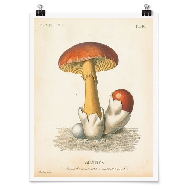 schöne Bilder Französische Pilze