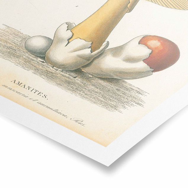 Poster Französische Pilze