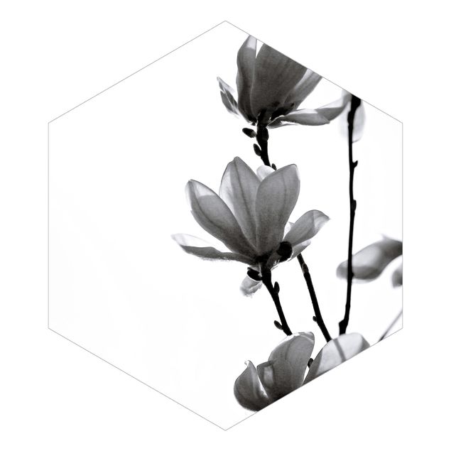 schöne Tapeten Frühlingsbote Magnolie Schwarz Weiß