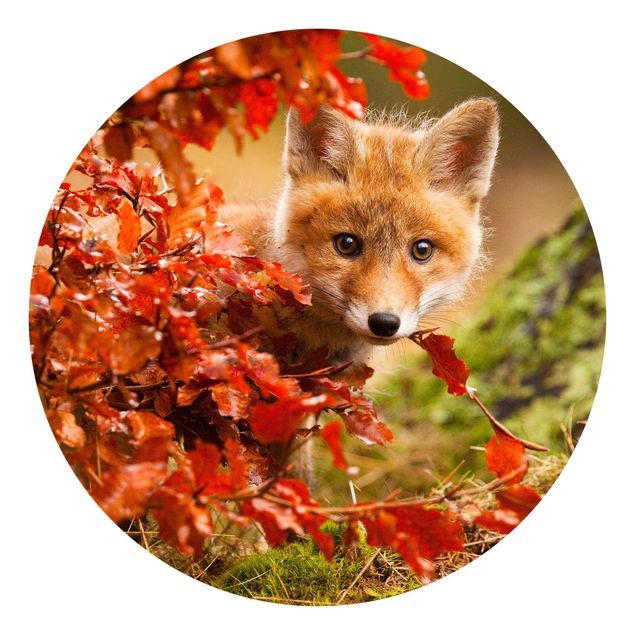 Tapeten kaufen Fuchs im Herbst