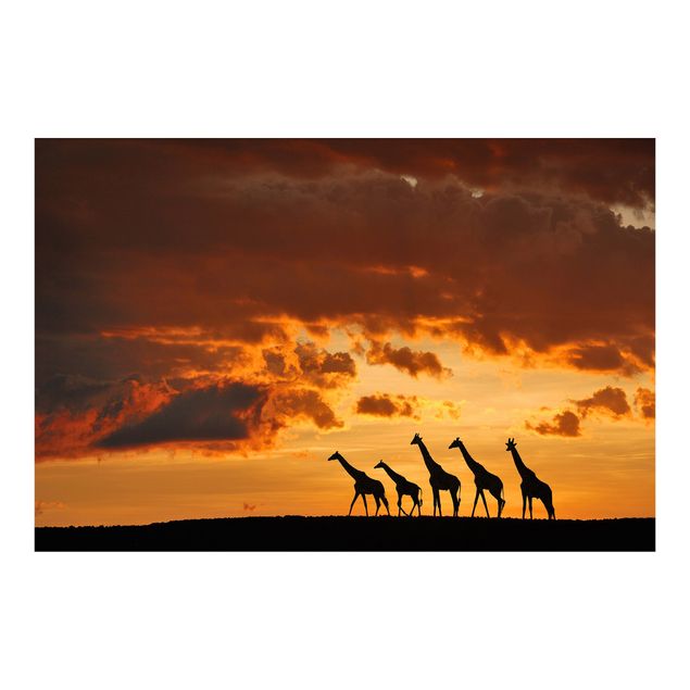 Fototapete - Fünf Giraffen