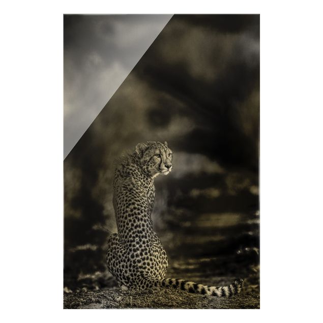 Glasbilder Gepard in der Wildness