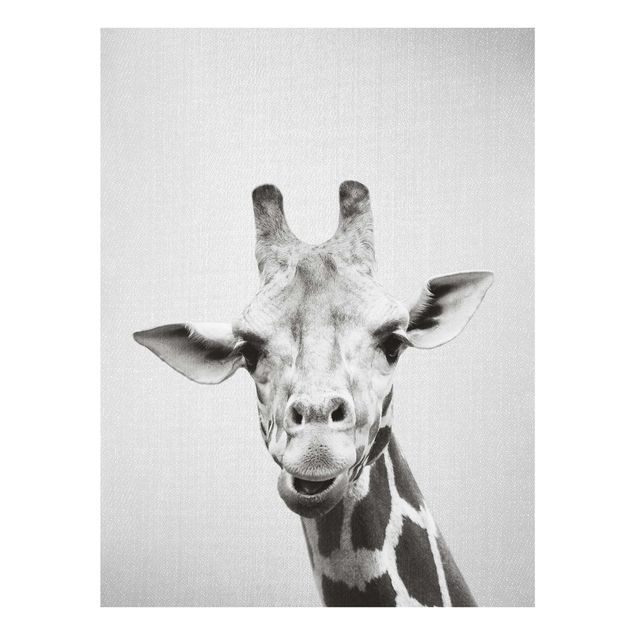 Bilder auf Glas Giraffe Gundel Schwarz Weiß