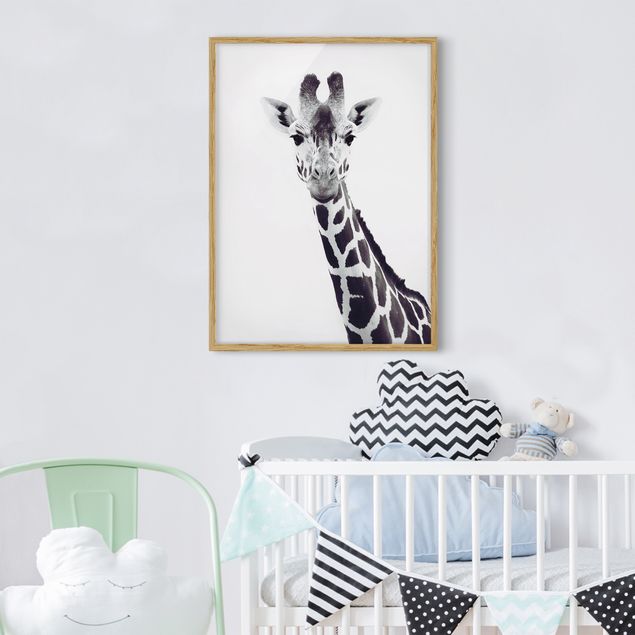 Tiere Bilder mit Rahmen Giraffen Portrait in Schwarz-weiß