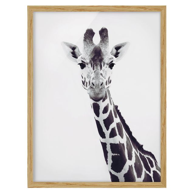 schöne Bilder Giraffen Portrait in Schwarz-weiß