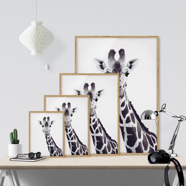 Wandbilder mit Rahmen Giraffen Portrait in Schwarz-weiß