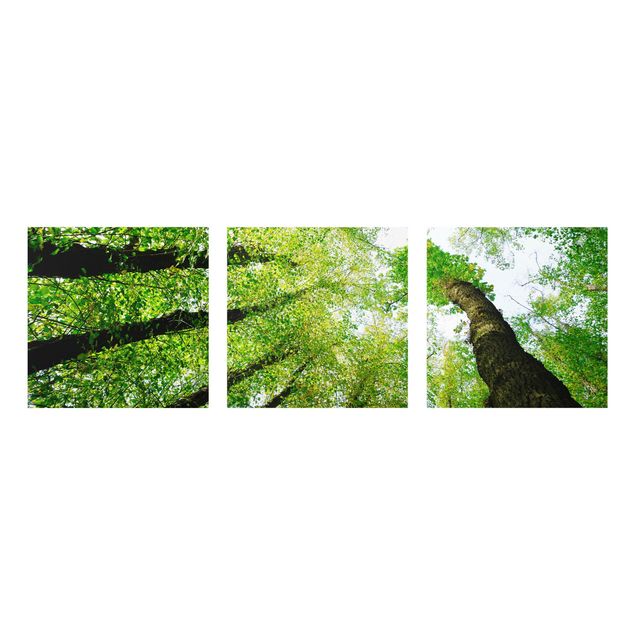 Glasbilder Bäume des Lebens