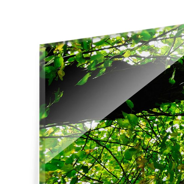 Glasbild mehrteilig - Bäume des Lebens 3-teilig - Waldbild Glas