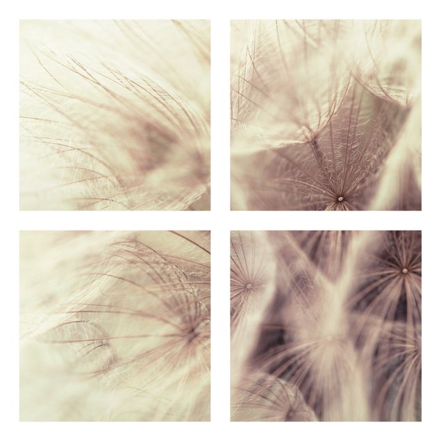 Bilder auf Glas Detailreiche Pusteblumen Makroaufnahme mit Vintage Blur Effekt