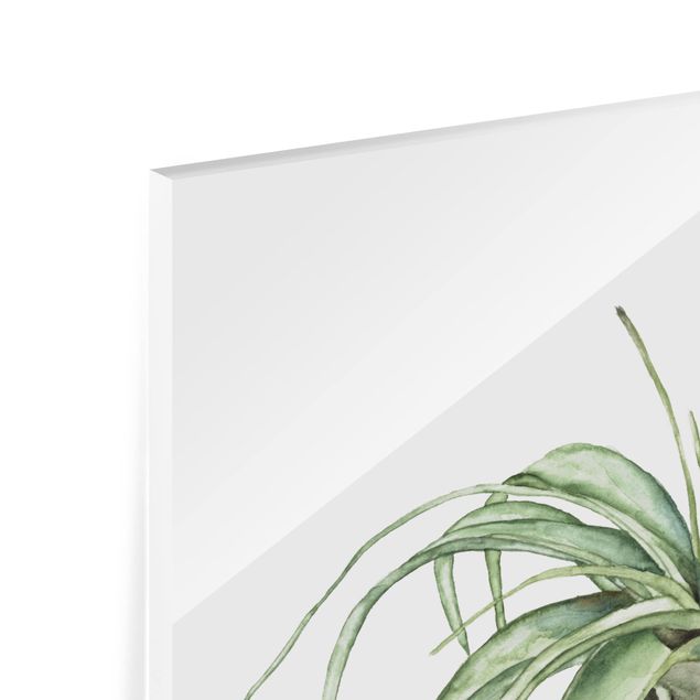 Glasbild mehrteilig - Luftpflanze Aquarell Set I - 4-teilig
