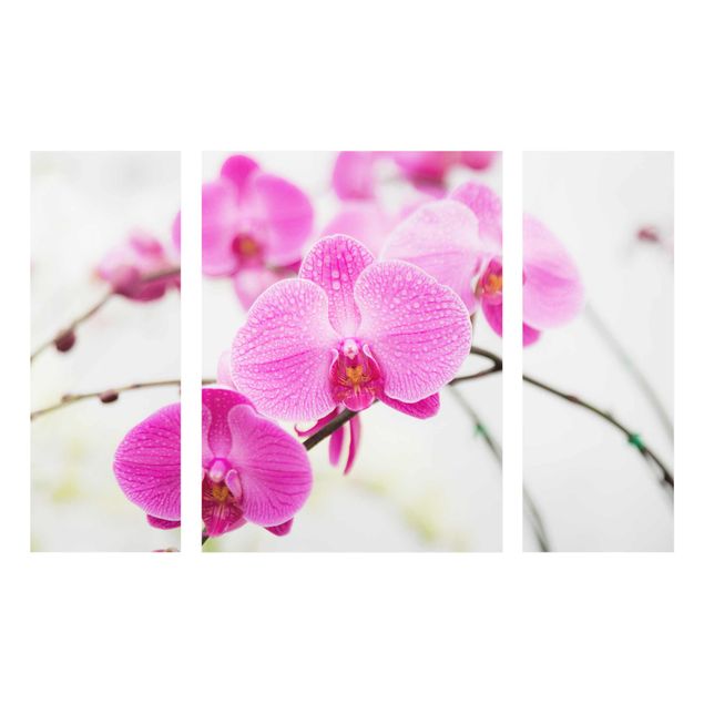 Glas Wandbilder Nahaufnahme Orchidee