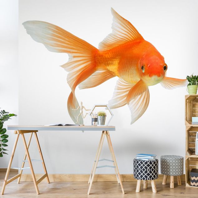 Fototapete - Goldfish is Watching you